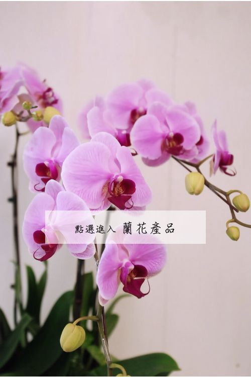 蘭花