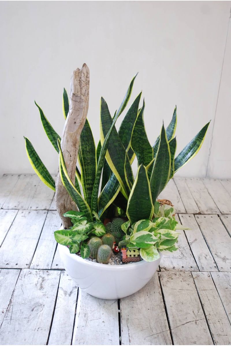 虎尾蘭桌上組合盆栽Elegant Snake Plant