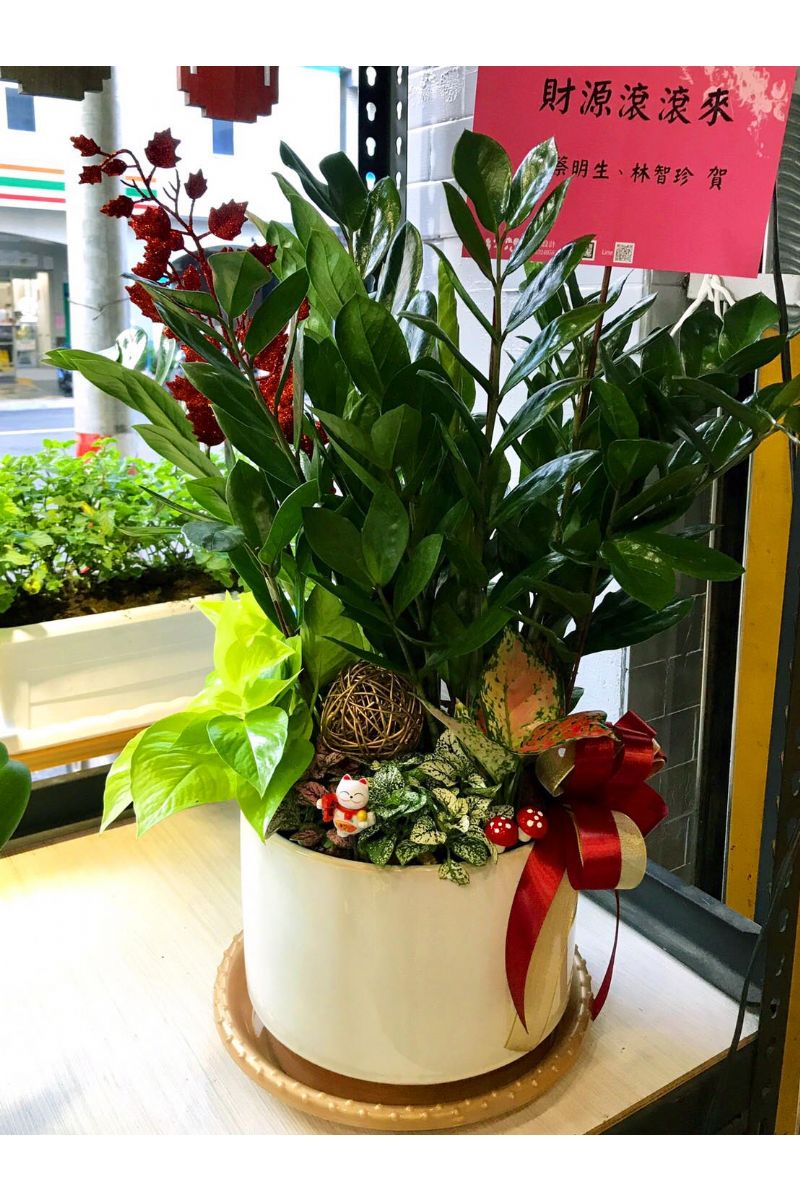 金錢樹桌上型組合盆景ZZ Plant Gift