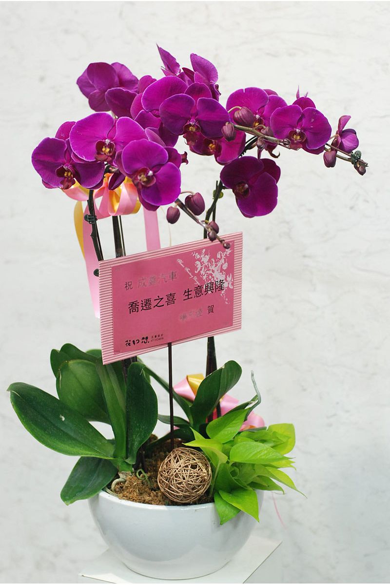 3株巧緻蘭花之選