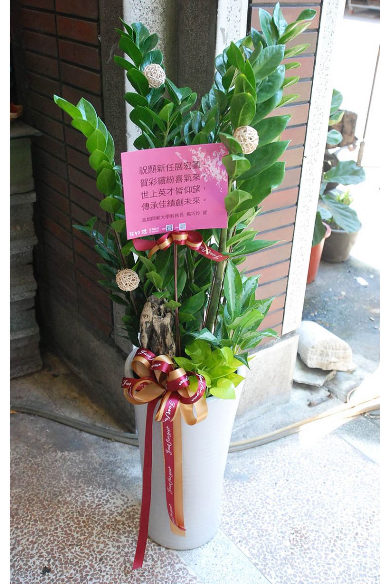 金錢樹地上型盆景Deluxe ZZ Plant Gift