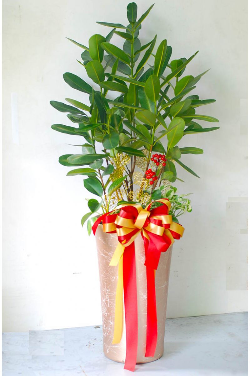 福木(龍珠) 盆景Garcinia Tree