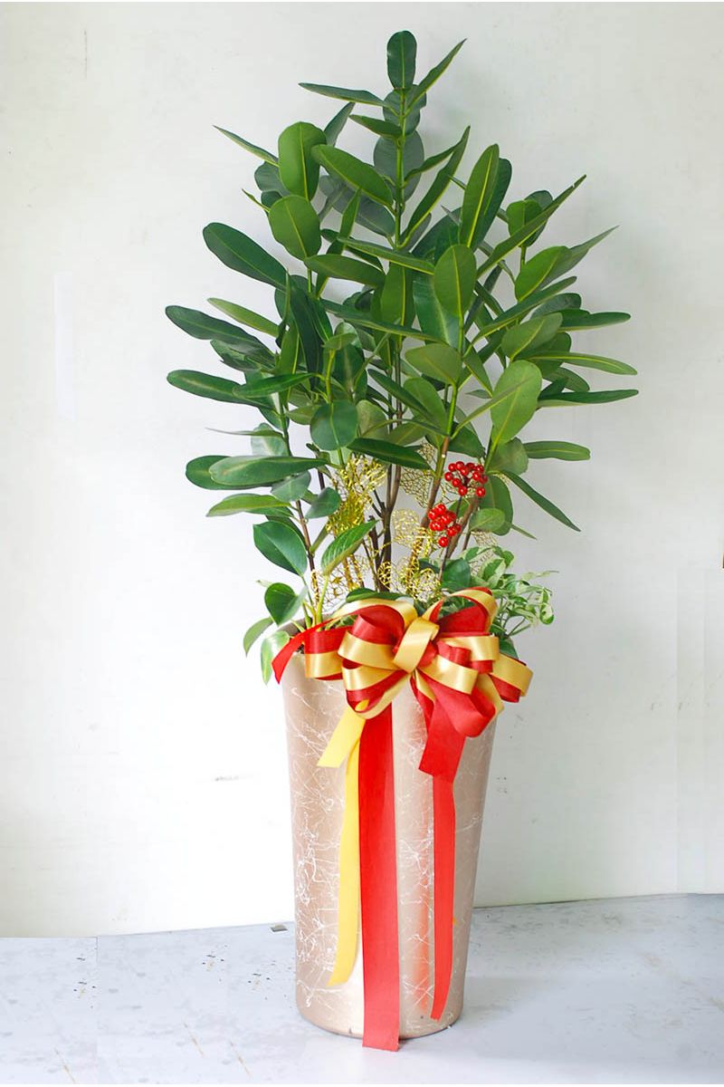 福木(龍珠) 盆景Garcinia Tree