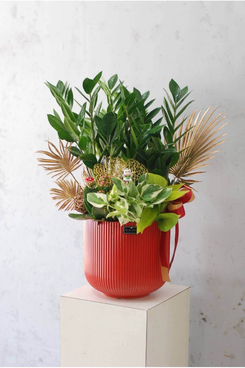 金錢樹桌上型組合盆景ZZ Plant Gift