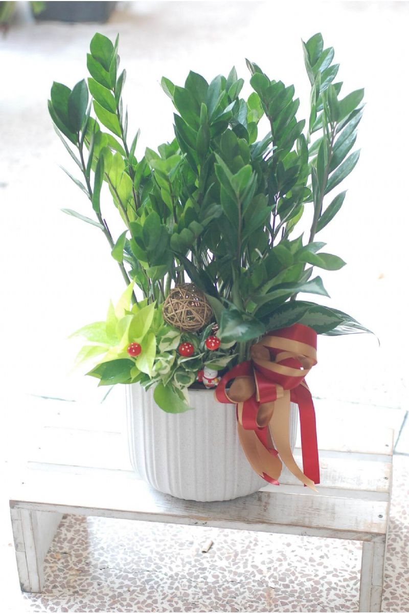 金錢樹桌上型組合盆景ZZ Plant Gift