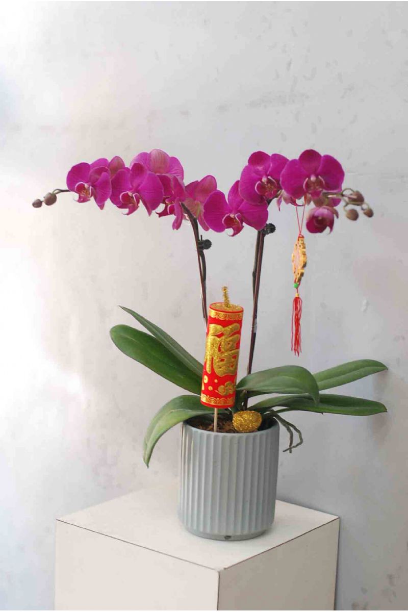 金馬呈祥
