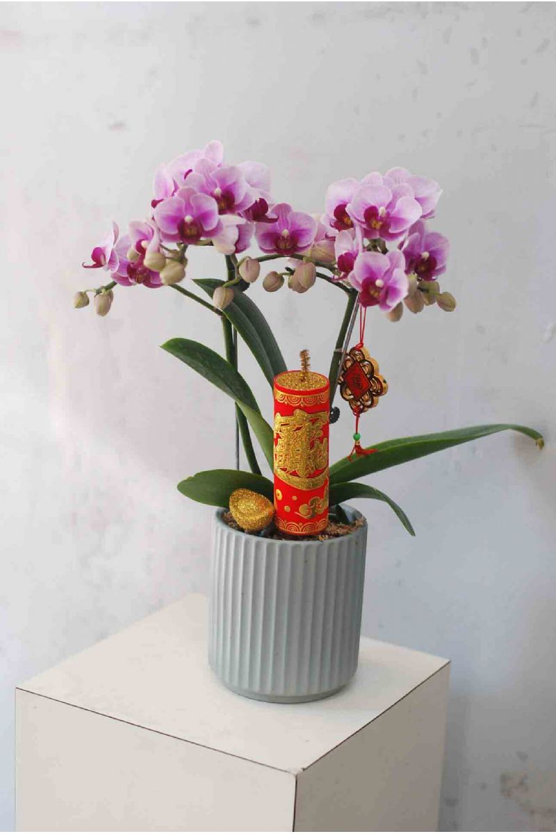 金馬呈祥