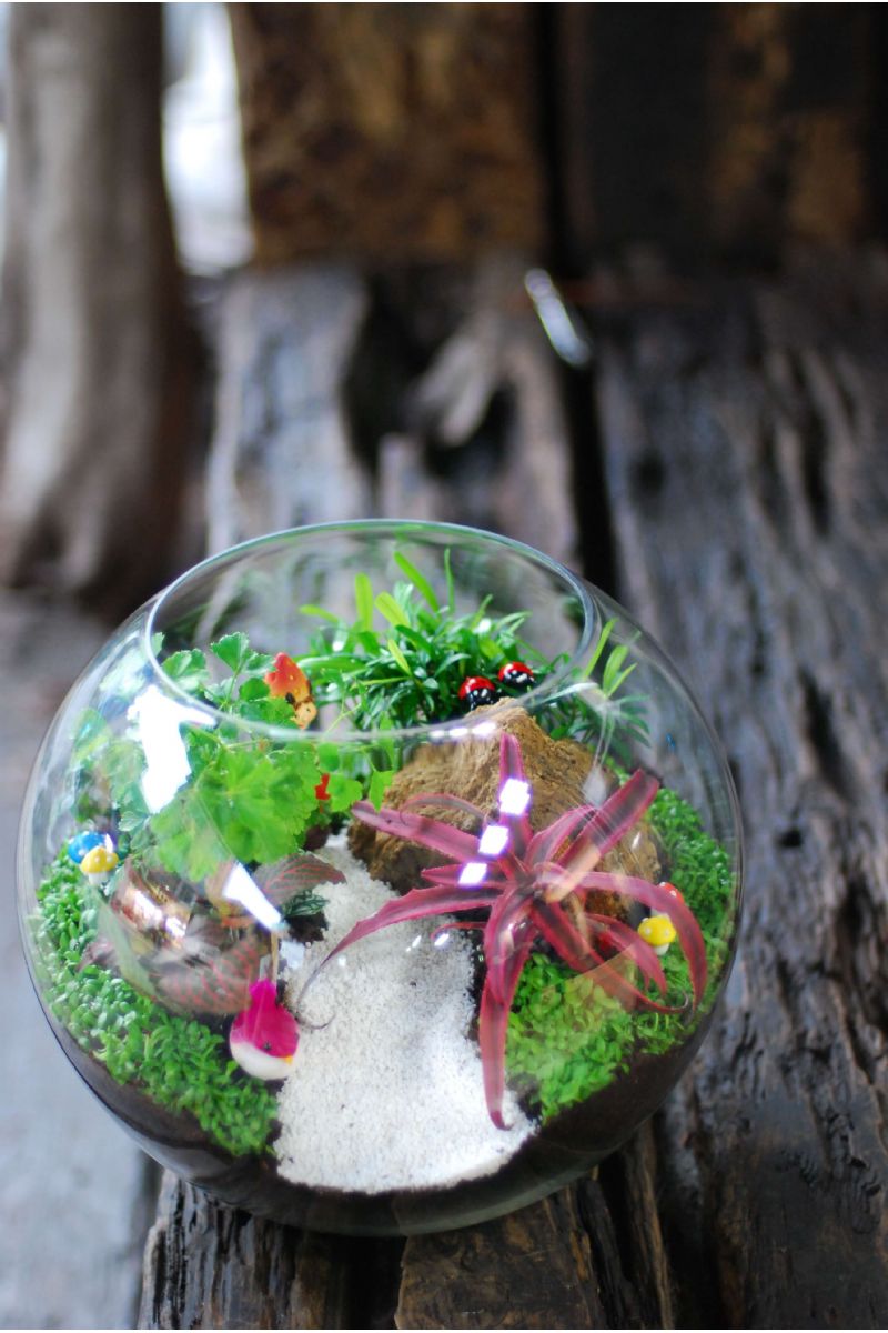組合植物玻璃圓缸造景Plants in Fishbowl