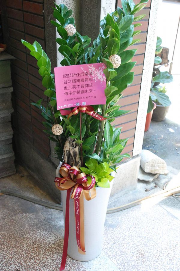 金錢樹地上型盆景Deluxe ZZ Plant Gift