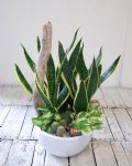 虎尾蘭桌上組合盆栽Elegant Snake Plant