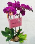 3株巧緻蘭花之選
