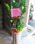 金錢樹地上型盆景Deluxe ZZ Plant Gift