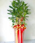 福木(龍珠) 盆景Garcinia Tree