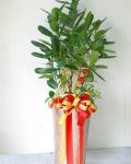 福木(龍珠) 盆景Garcinia Tree