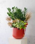 金錢樹桌上型組合盆景ZZ Plant Gift