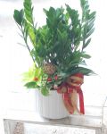 金錢樹桌上型組合盆景ZZ Plant Gift