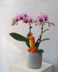 金馬呈祥